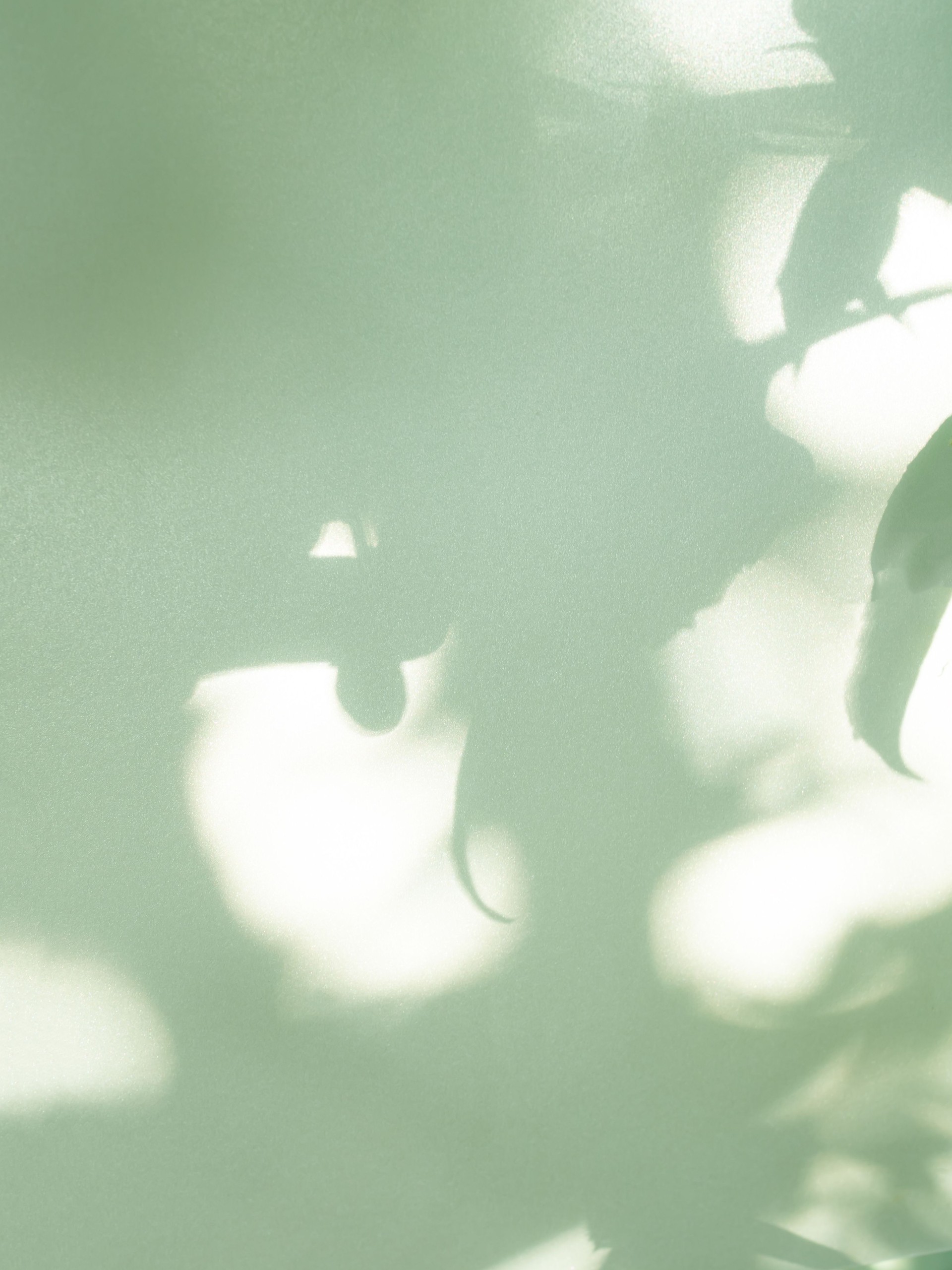 Green Shadow background Abstract Overlay Leaf Wall Floor Minimal Sale Presentation Product Beauty Cosmetic or Environment Platform Light blur Backdrop Frame Nature Gradient Pastel Summer Autumn Mockup